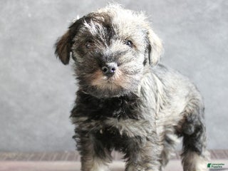 Miniature Schnauzer dogs Finnigan - Ad 14
