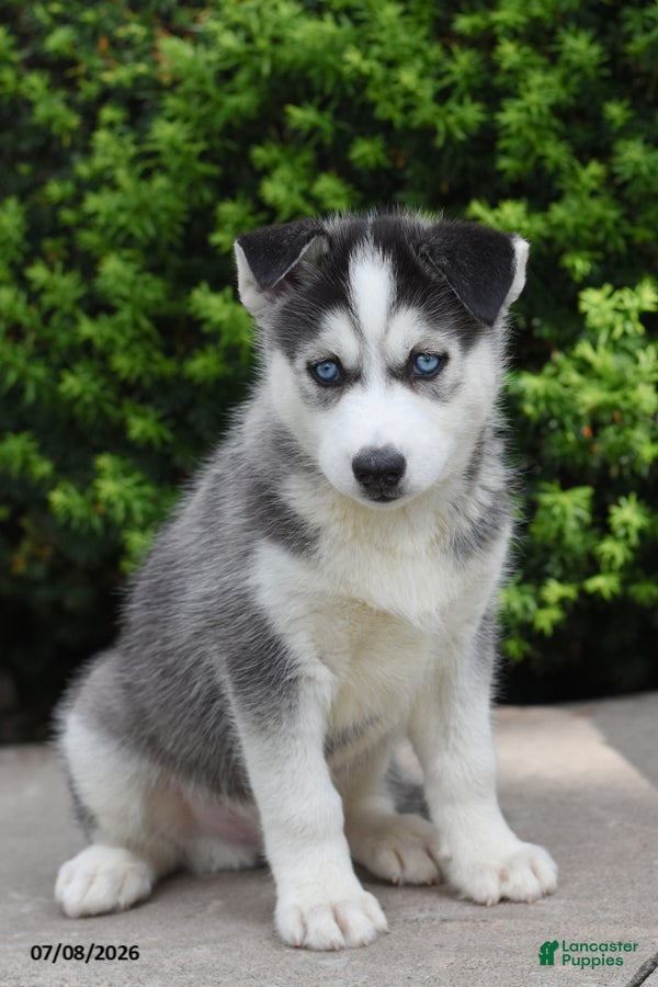 Siberian Husky dogs Grizz - Ad 1