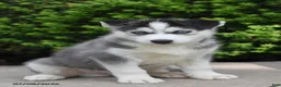 Siberian Husky dogs for sale: Grizz - Ad 1