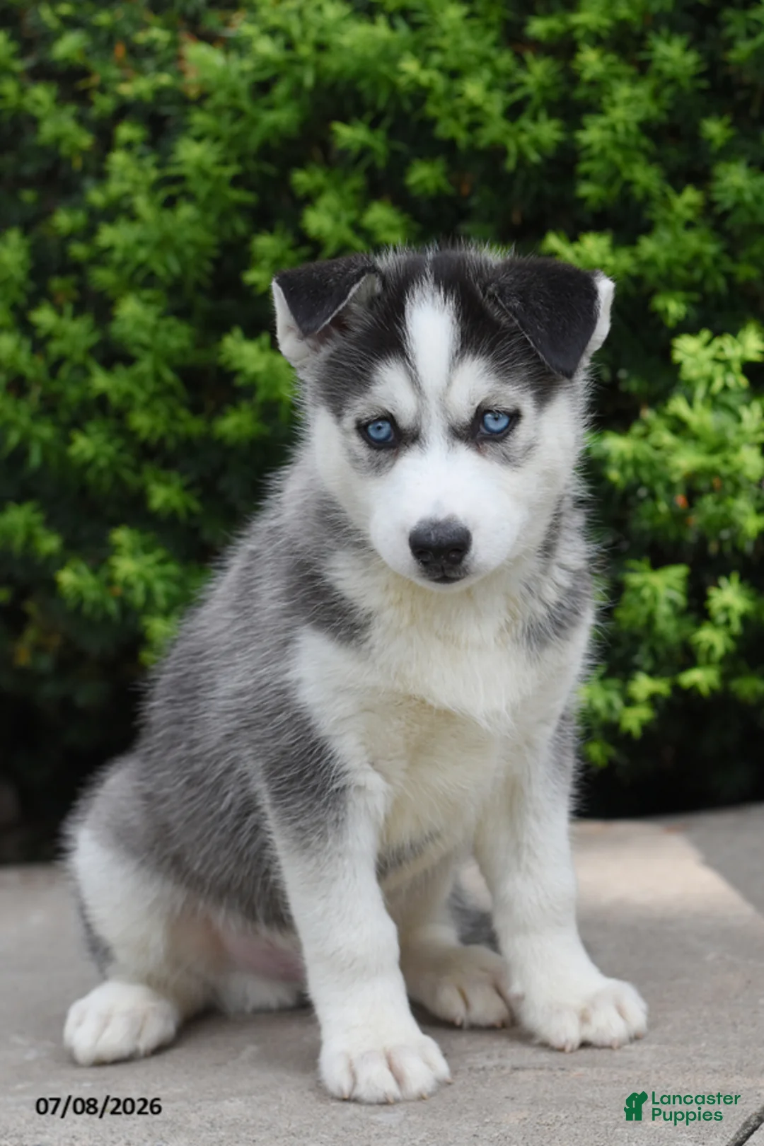 Siberian Husky dogs for sale: Grizz - Ad 1