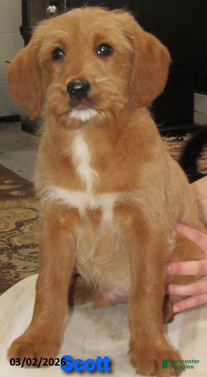 Labradoodle dogs Scott - Ad 2