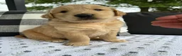 Golden Retriever dogs for sale: Fletcher - Ad 4