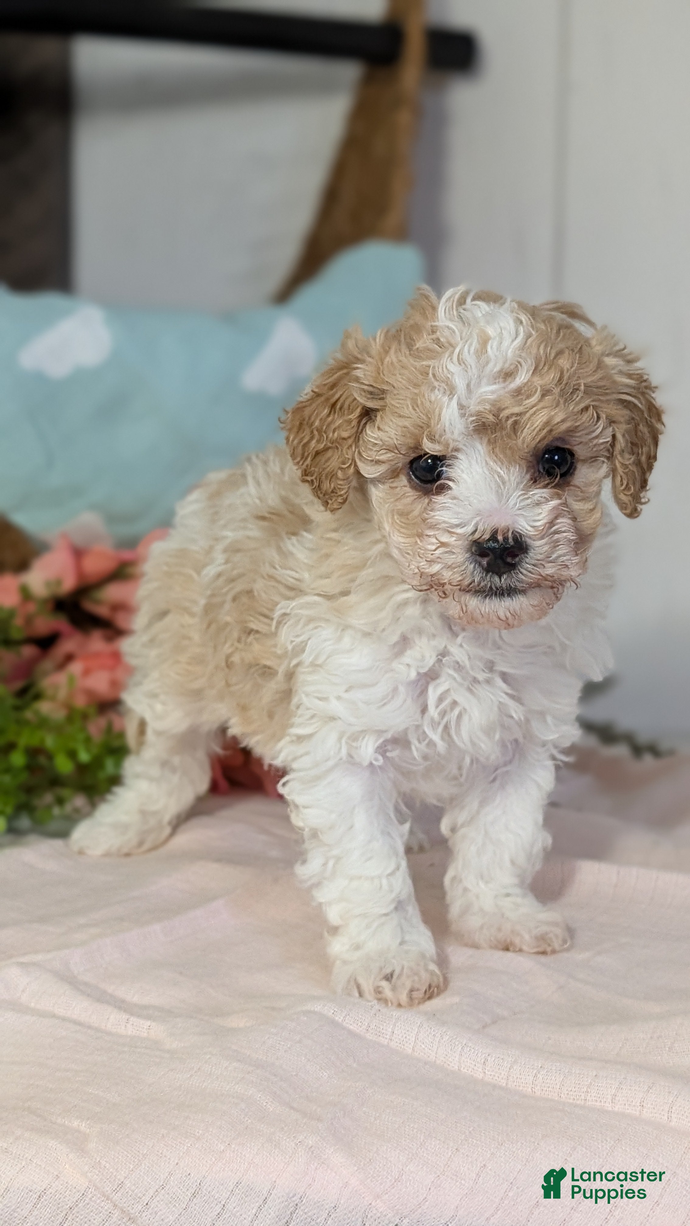 Miniature Poodle dogs Zoey - Ad 9
