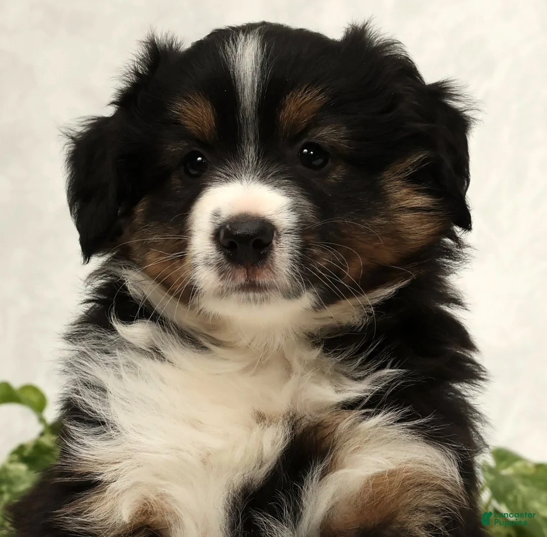 Miniature Australian Shepherd dogs for sale: Sparky - Ad 9