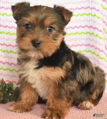 Yorkshire Terrier dogs Blueberry  - Ad 16