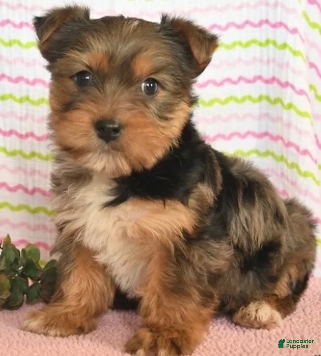 Yorkshire Terrier dogs for sale: Blueberry  - Ad 1