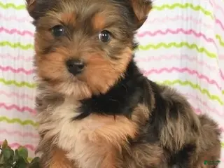 Yorkshire Terrier dogs Blueberry - Ad 24