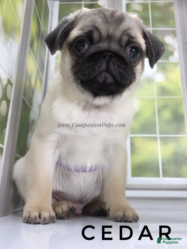 Pug dogs Cedar Silver Fawn Pug Puppy - Ad 2