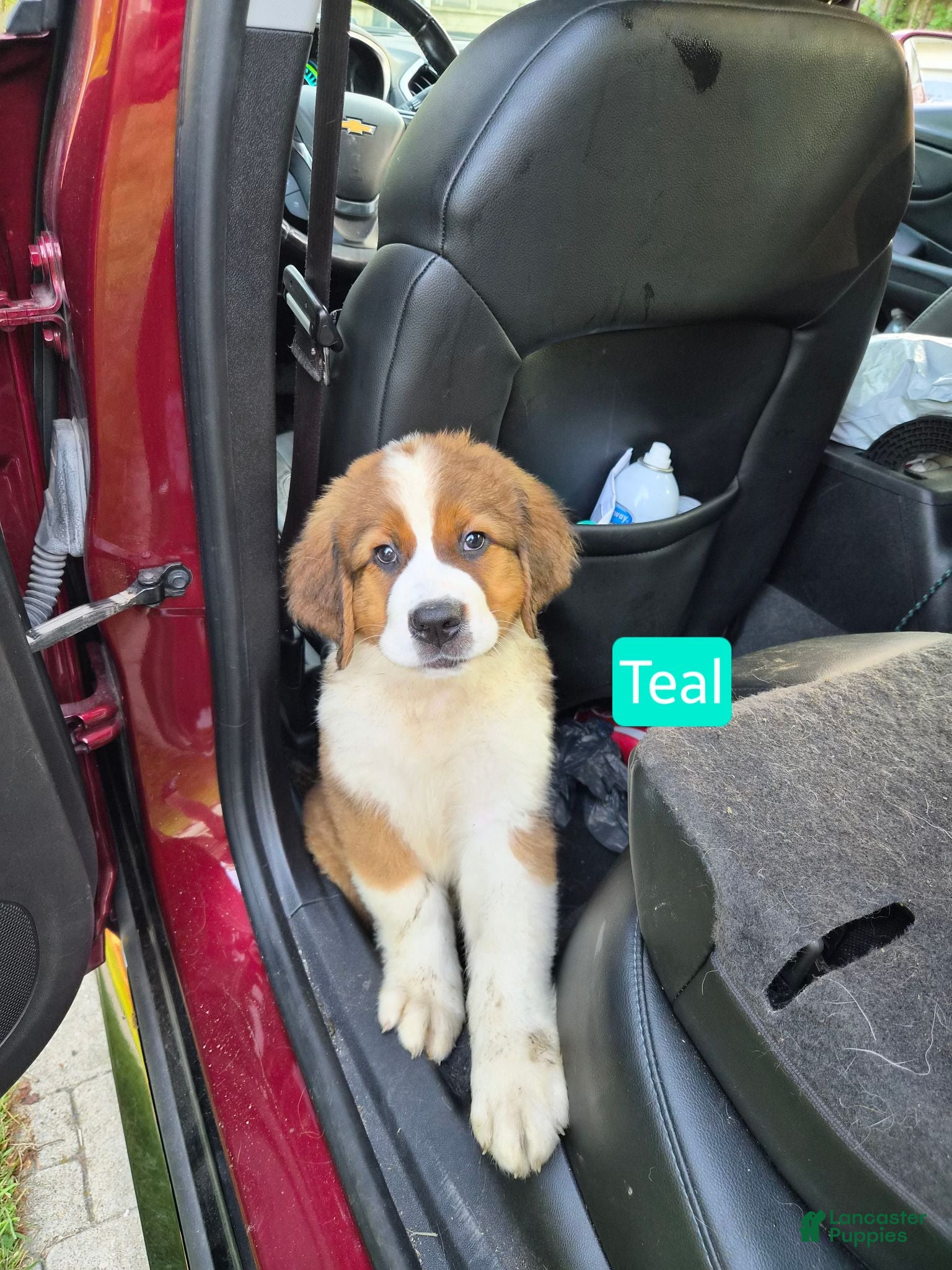 Mixed Breed dogs for sale: Mr Teal 🩵/ Mr Green 💚 - Ad 4