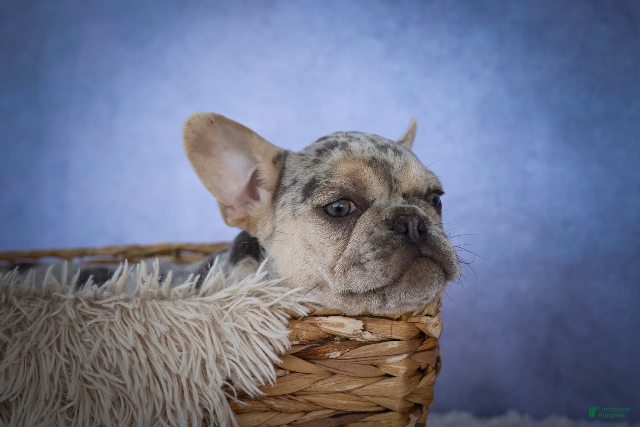 French Bulldog dogs for sale: Spencer 🐾 - Ad 2