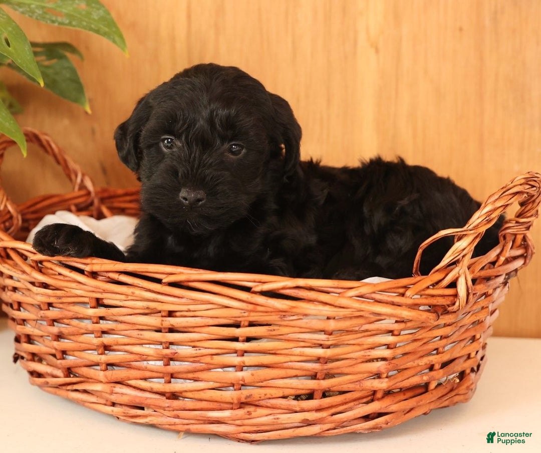 Yorkiepoo dogs for sale: Dex - Ad 4