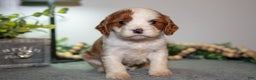 Cavapoo dogs for sale: Jett - Ad 1
