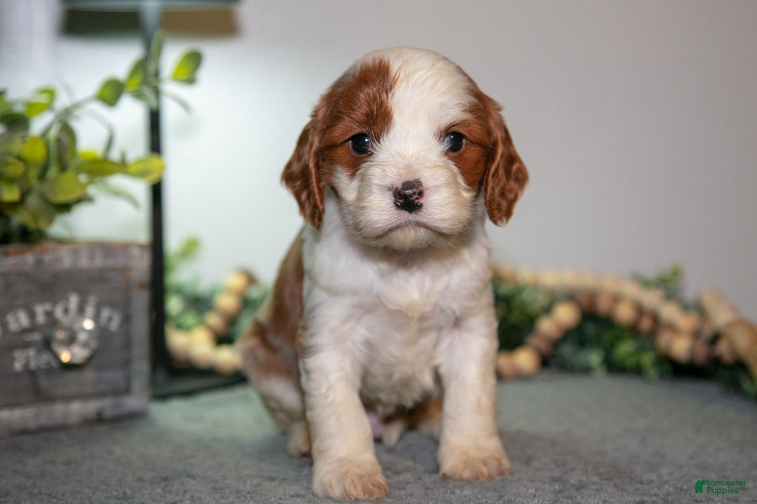 Cavapoo dogs for sale: Jett - Ad 1