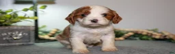 Cavapoo dogs for sale: Jett - Ad 1
