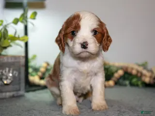 Cavapoo dogs Jett - Ad 34