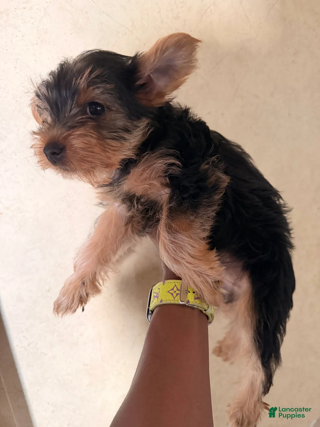 Yorkshire Terrier dogs for sale: Luigi - Ad 2