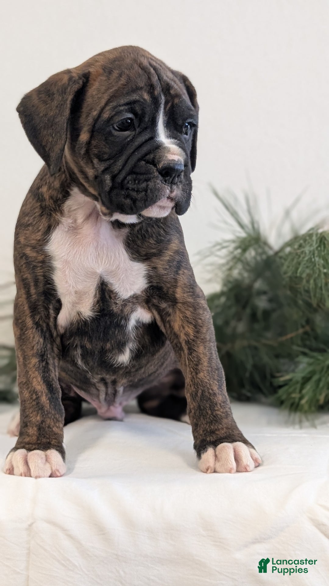 Boxer dogs for sale: Finn - Ad 8
