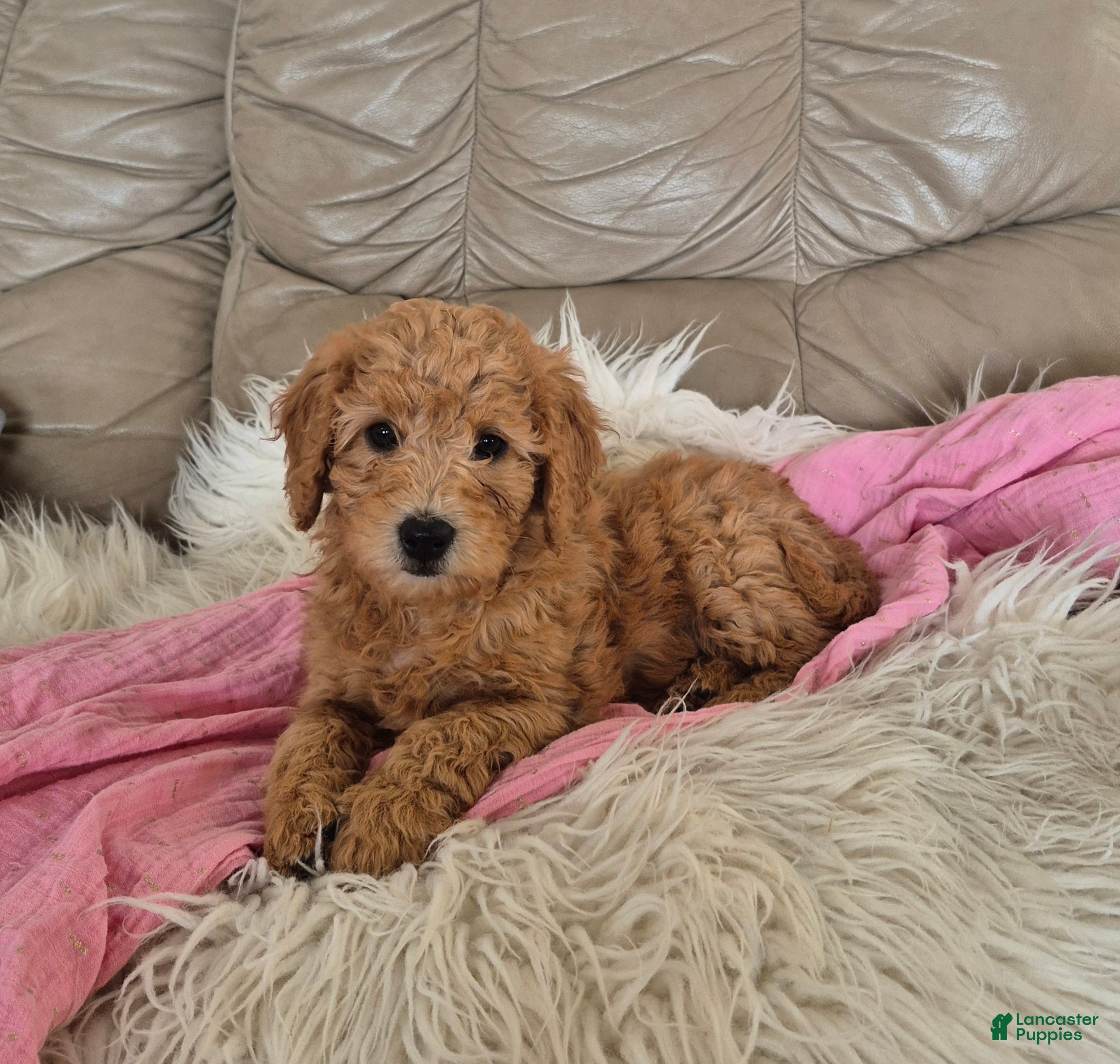 Goldendoodle dogs Holly - Ad 23