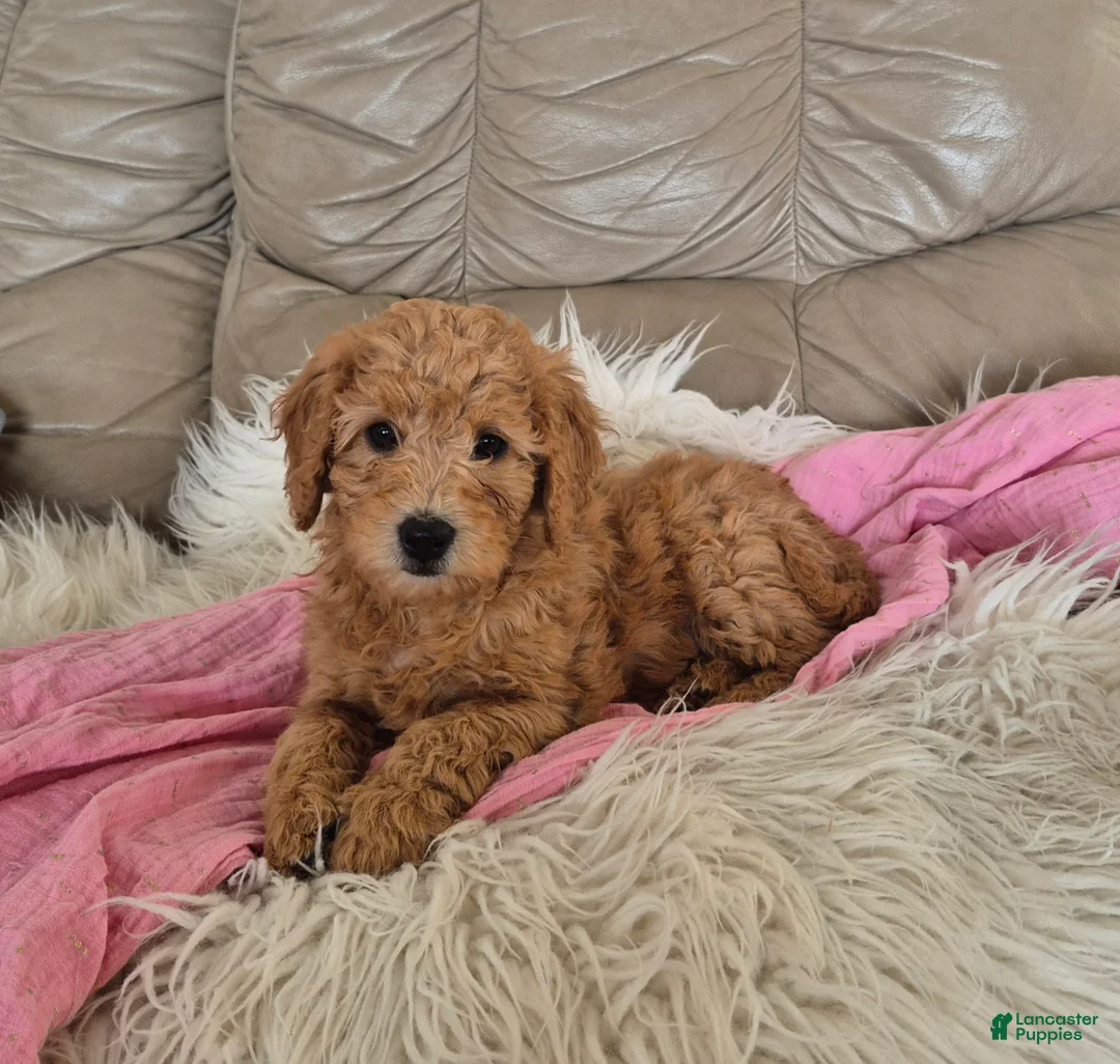 Goldendoodle dogs for sale: Holly - Ad 1