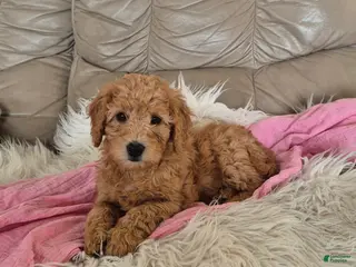Goldendoodle dogs Holly - Ad 23