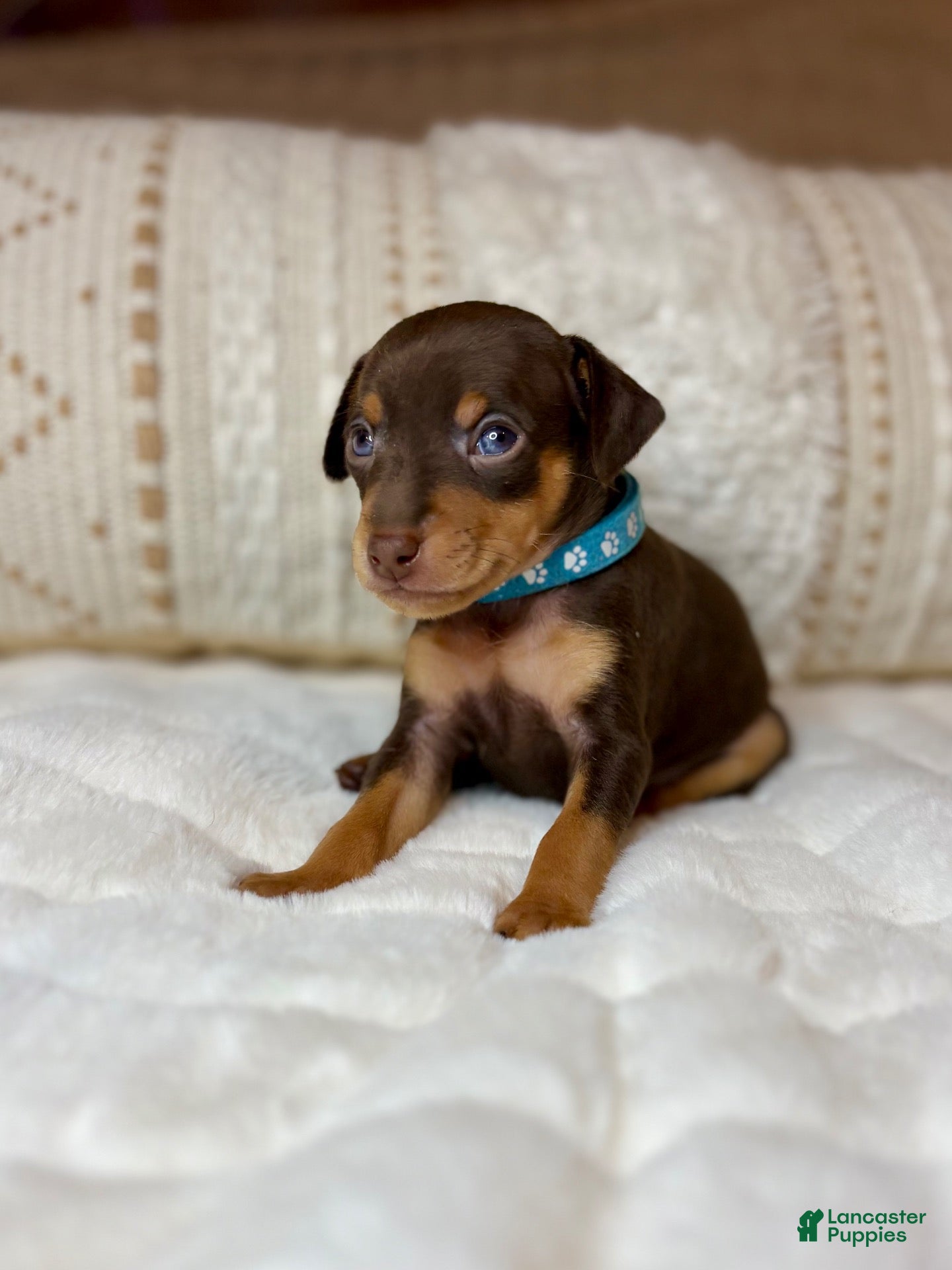 Miniature Pinscher dogs for sale: Little Boy 🩵 - Ad 30