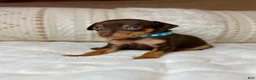 Miniature Pinscher dogs for sale: Little Boy 🩵 - Ad 1