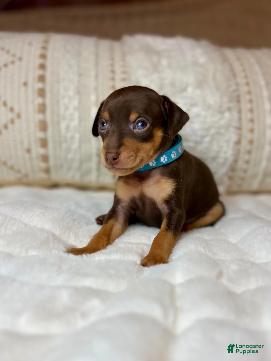 Miniature Pinscher dogs for sale: Little Boy 🩵 - Ad 1