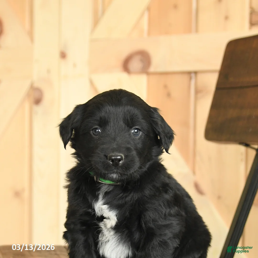 Mixed Breed dogs for sale: Rex - Ad 5