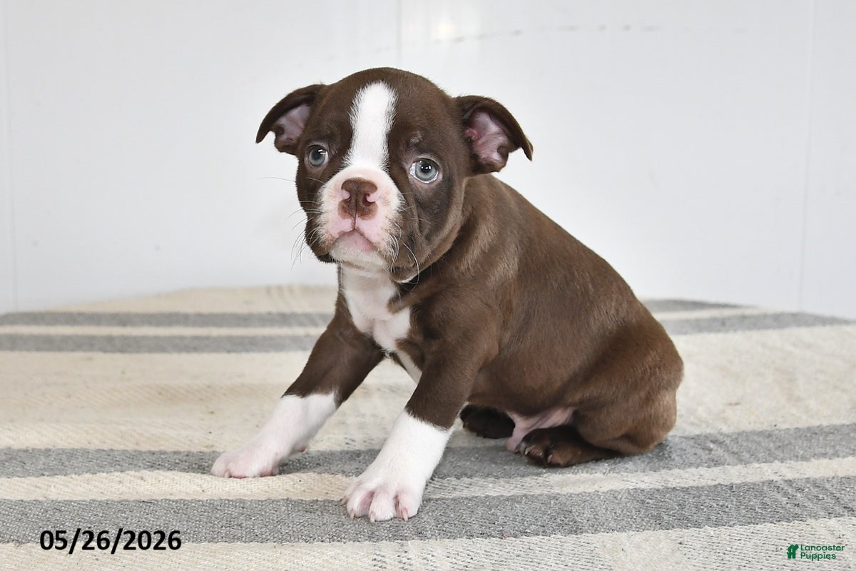 Boston Terrier dogs Frank - Ad 1