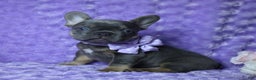French Bulldog dogs for sale: French Bulldog AKC Health Tested Parents 3 - Ad 1
