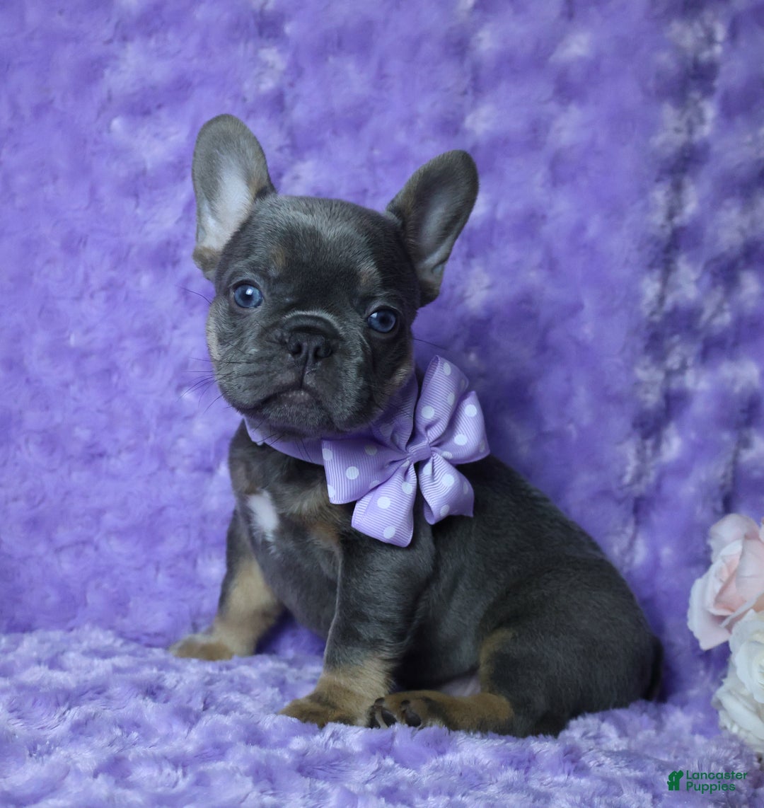 French Bulldog dogs for sale: French Bulldog AKC Health Tested Parents 3 - Ad 1