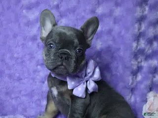 French Bulldog dogs French Bulldog AKC Health Tested Parents 3 - Ad 31