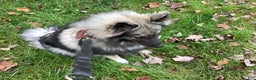 Keeshond dogs for sale: Keeshond Puppy 1 - Ad 3