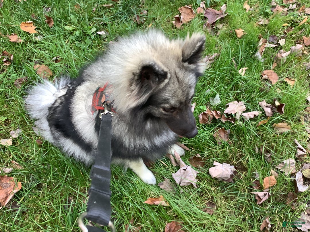Keeshond dogs for sale: Keeshond Puppy 1 - Ad 3