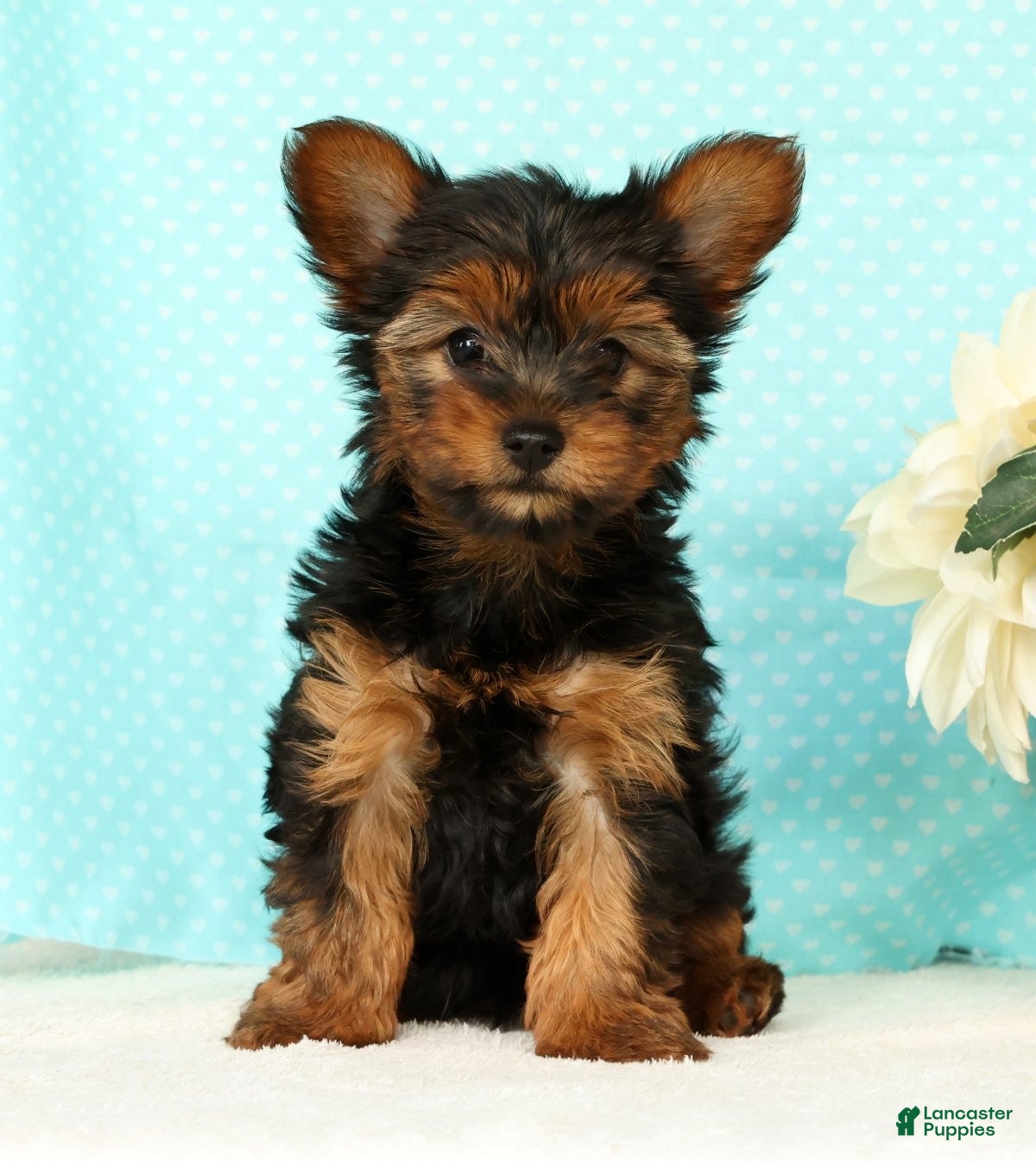 Yorkshire Terrier dogs Bella - Ad 1