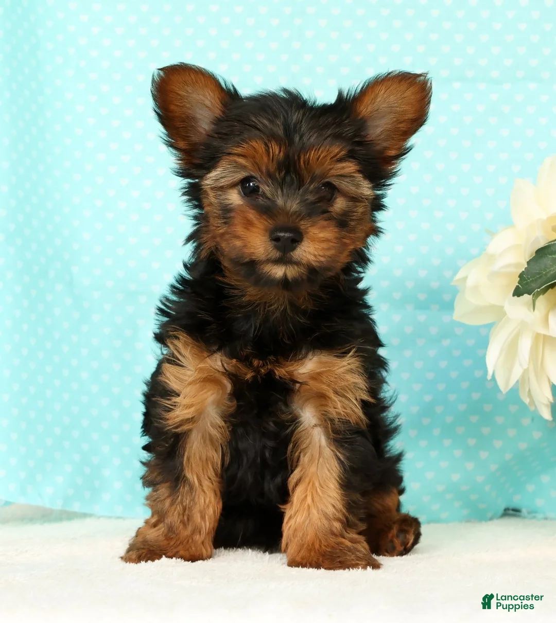 Yorkshire Terrier dogs for sale: Bella - Ad 1