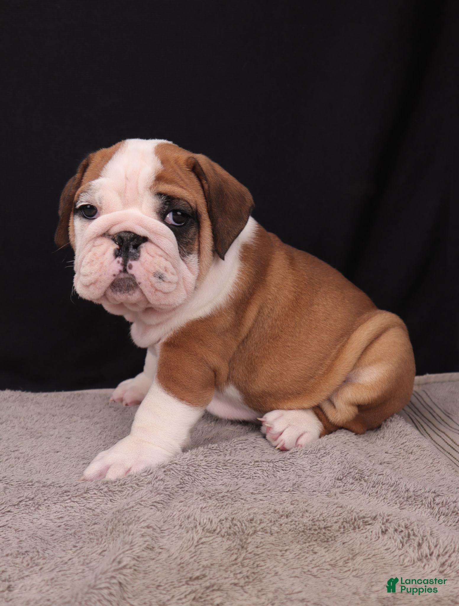 English Bulldog dogs Thor - Ad 1