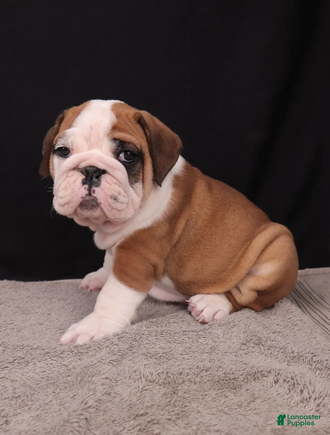 English Bulldog dogs for sale: Thor - Ad 1
