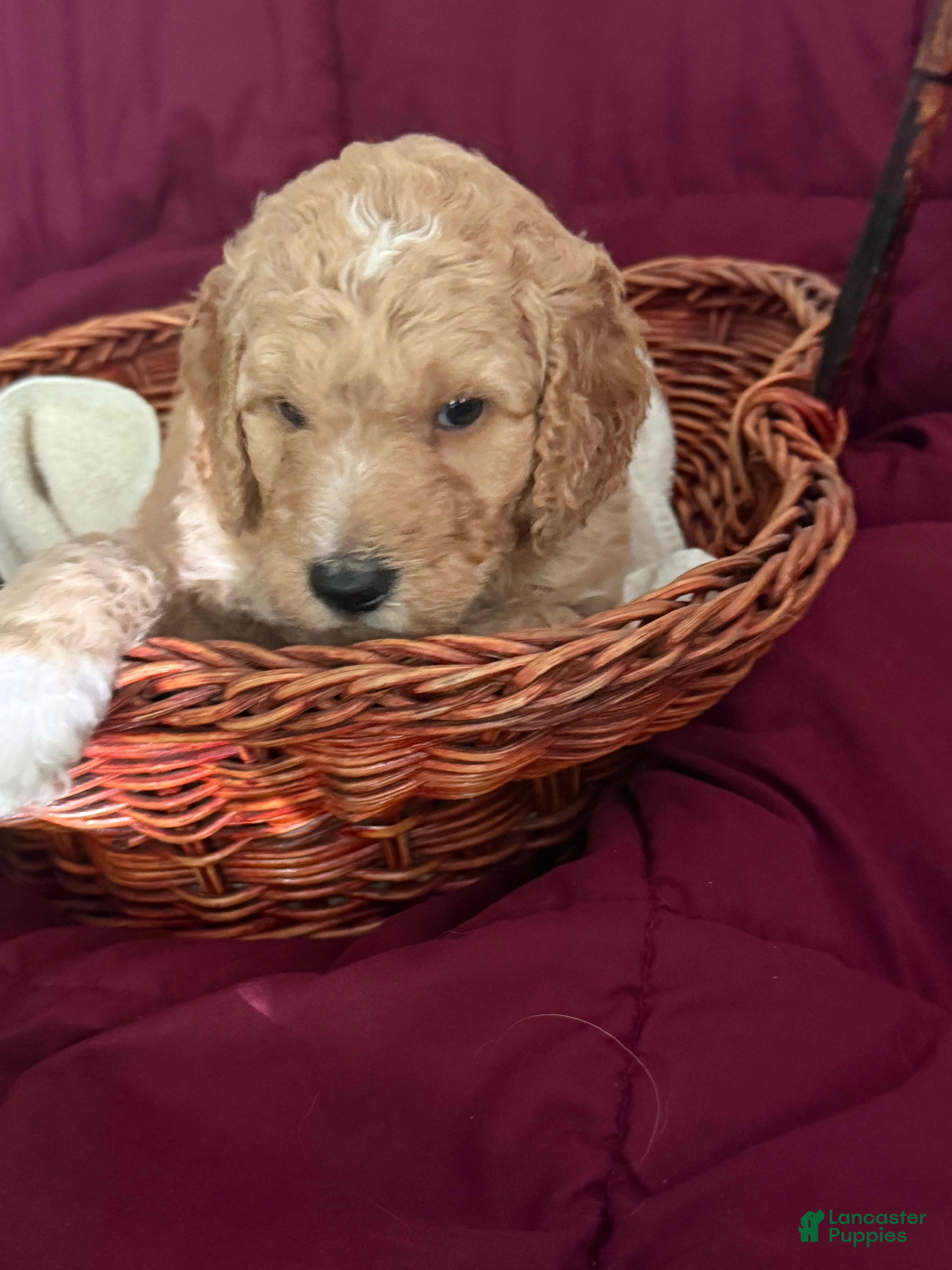 Goldendoodle dogs Blue - Ad 1