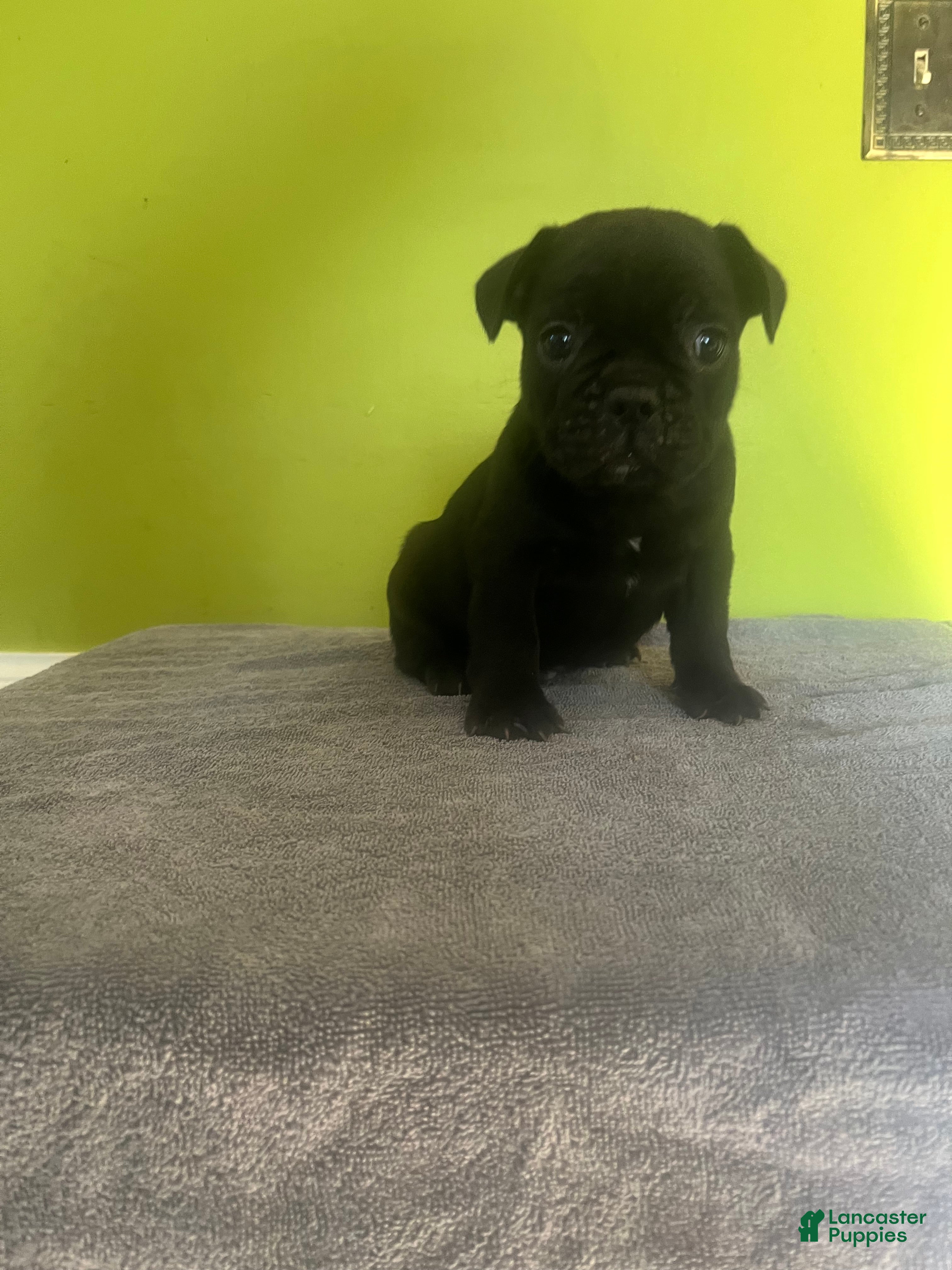 French Bulldog dogs French Bulldog Puppy 2 - Ad 31