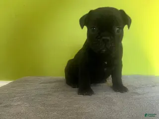 French Bulldog dogs French Bulldog Puppy 2 - Ad 14