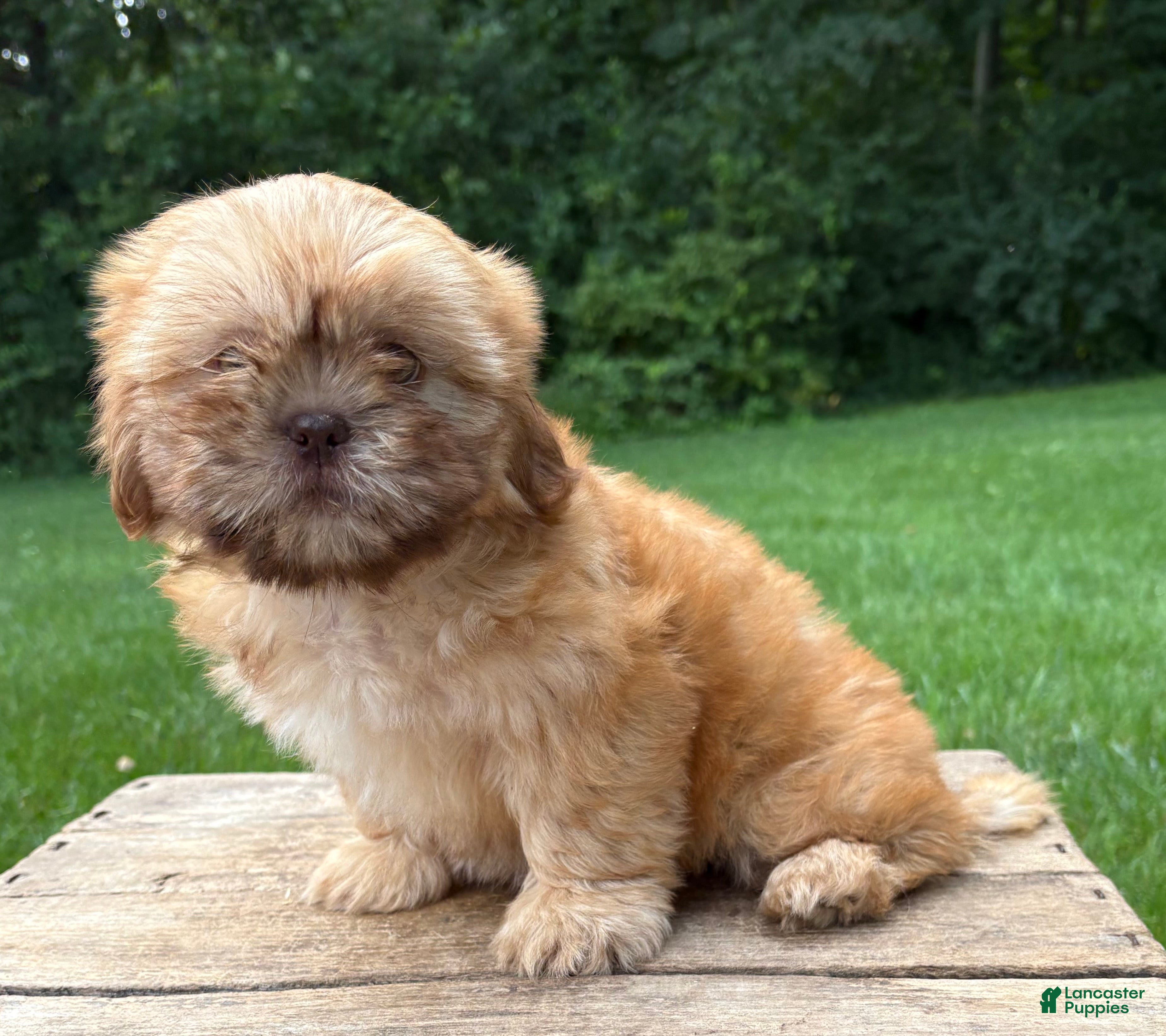 Shih Tzu dogs Java - Ad 2