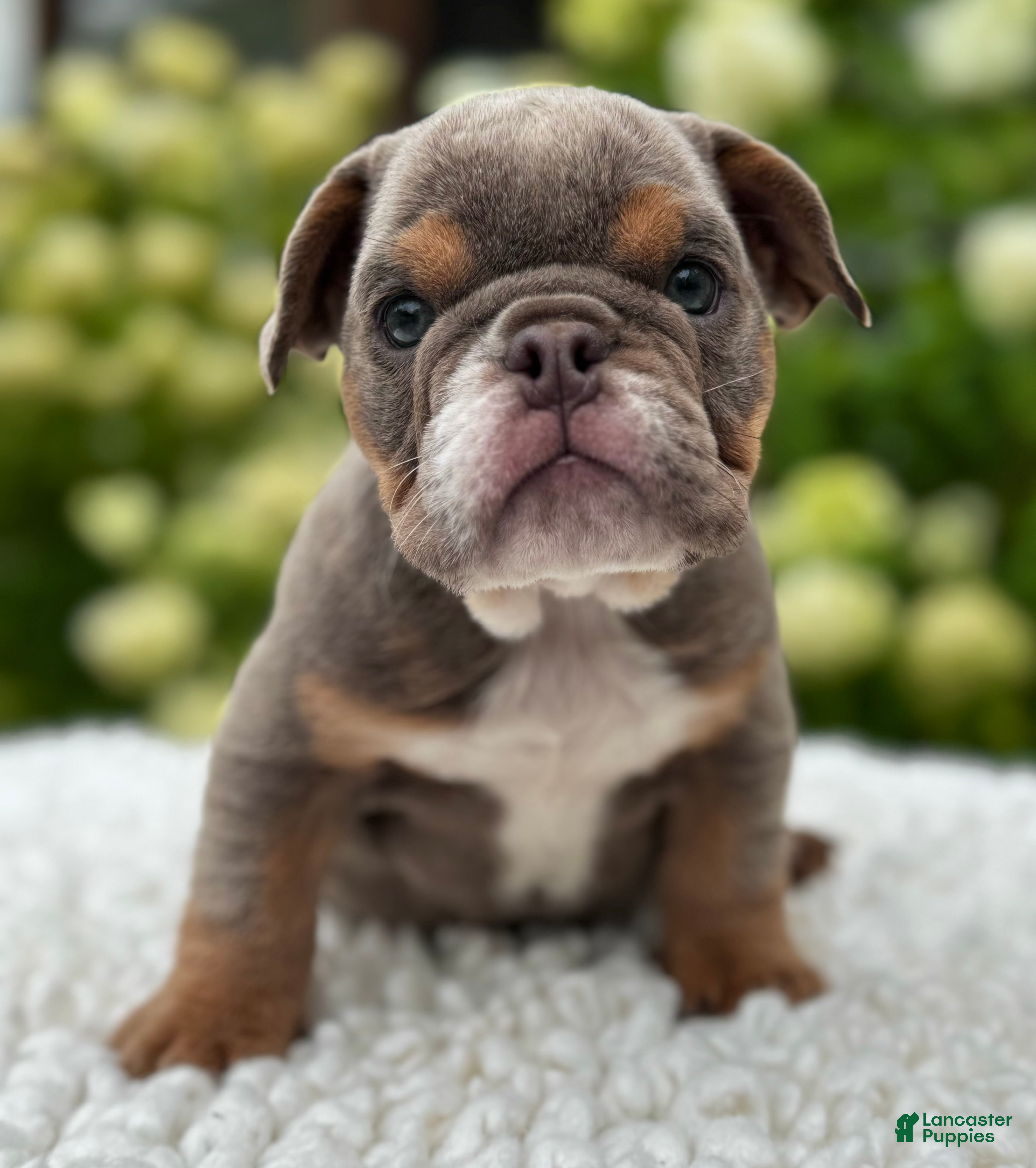 Beabull dogs Hailey  - Ad 1