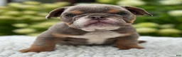 Beabull dogs for sale: Hailey  - Ad 1