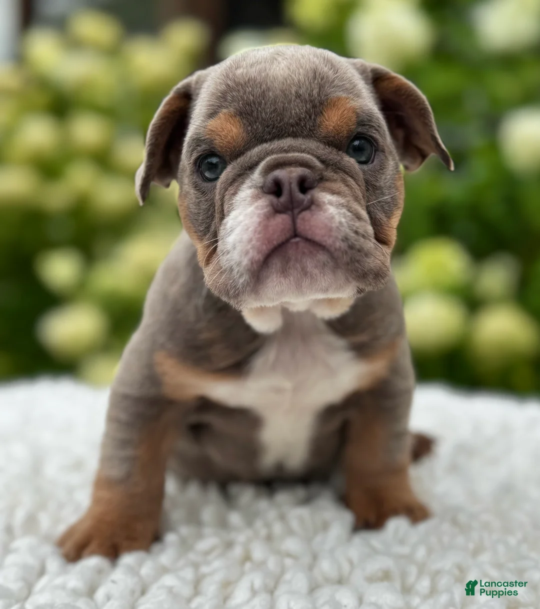 Beabull dogs for sale: Hailey  - Ad 1