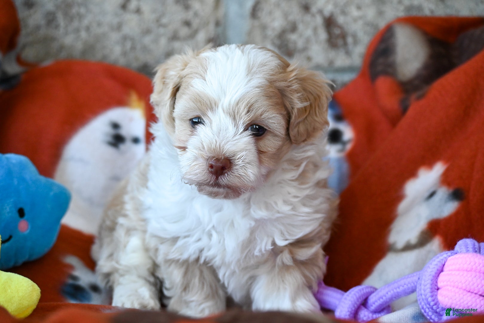 Havapoo dogs Cody - Ad 1