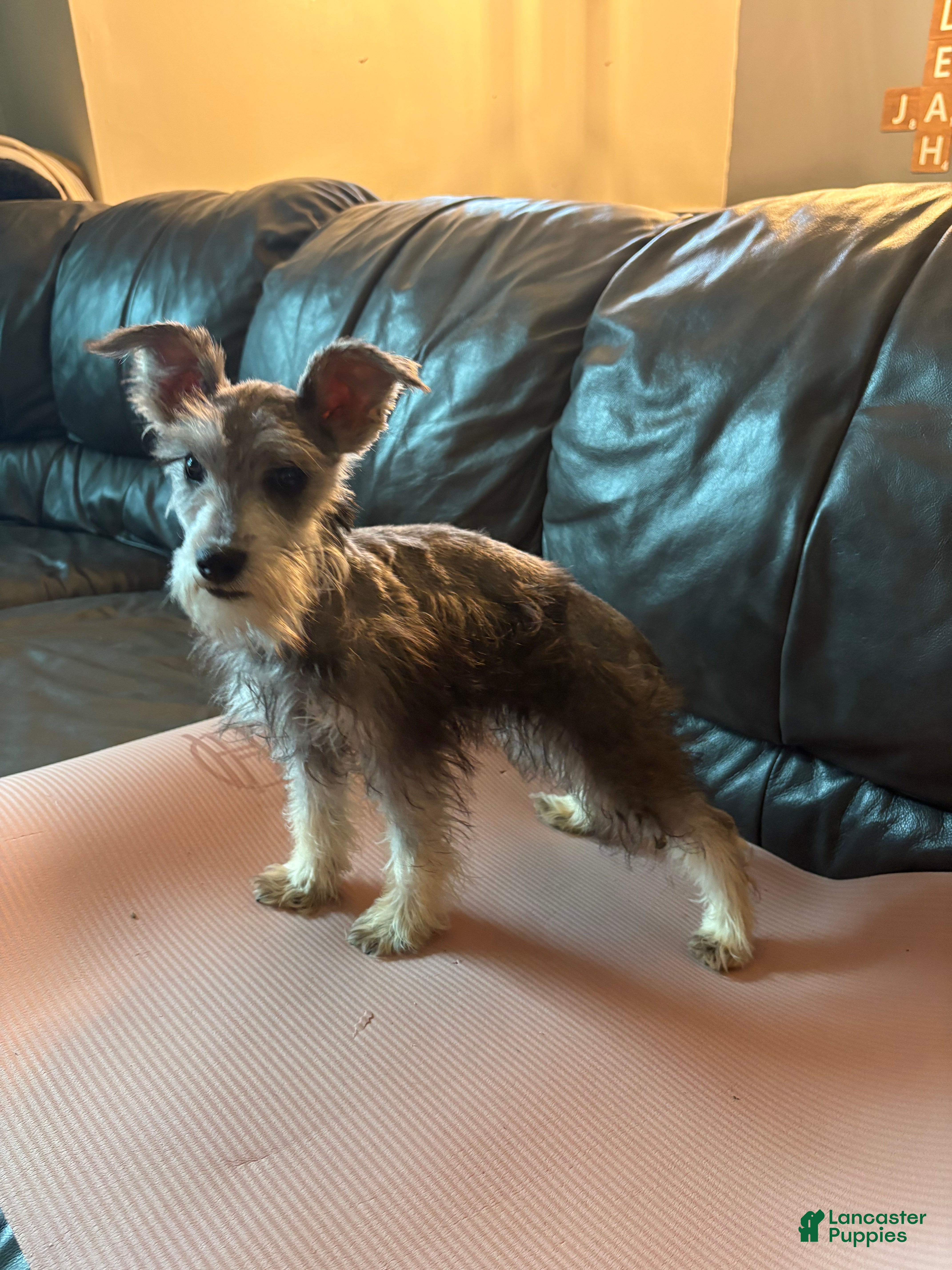 Miniature Schnauzer dogs Cora - Ad 6