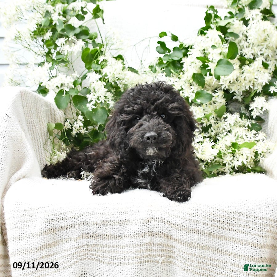 Cavapoo dogs Kenny - Ad 2