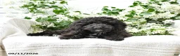 Cavapoo dogs for sale: Kenny - Ad 2