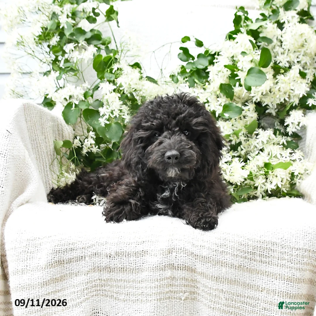 Cavapoo dogs for sale: Kenny - Ad 2